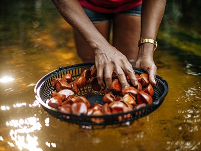 Person cleaning nuts forraged in the rain forest Person cleaning nuts forraged in the rain forest