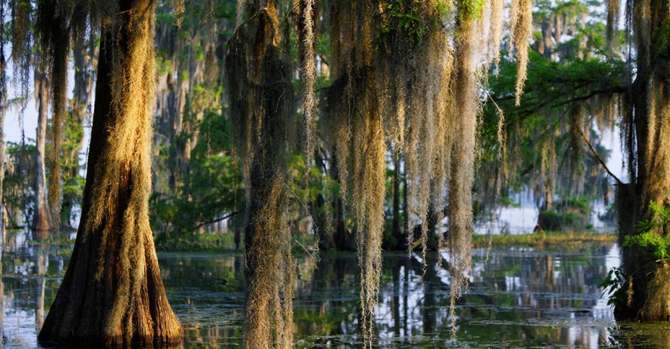 Trees with spanish moss is a swamp