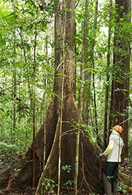 Person inspecting the large base of a tree