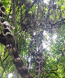 Pods in a tree canopy seen from forest floor
