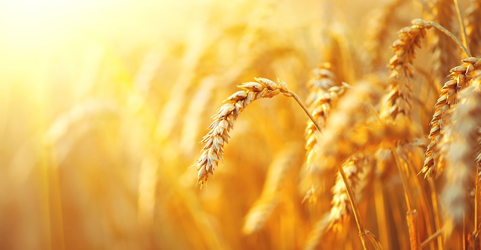 field of wheat under shining sun