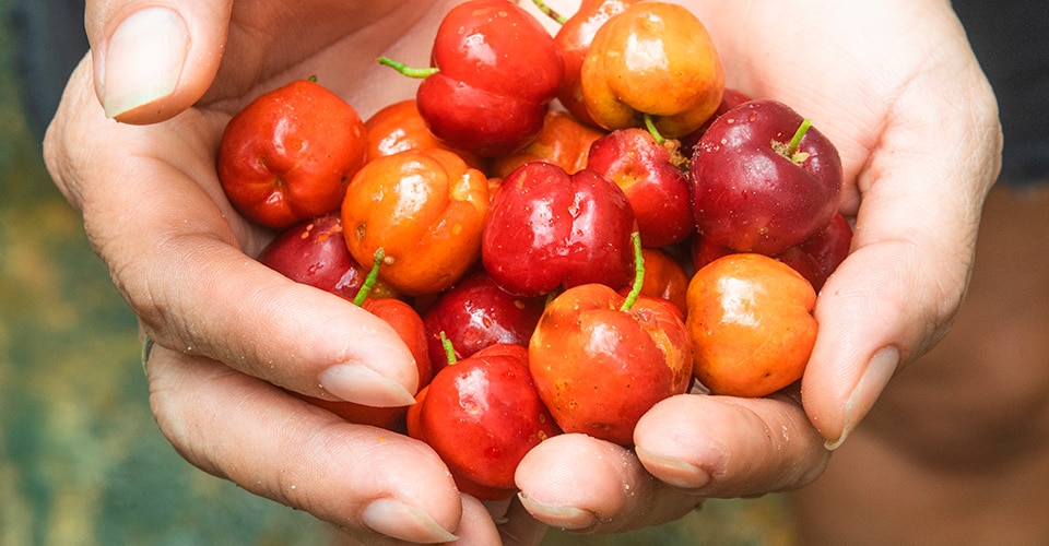 hands holding freshly washed cherries