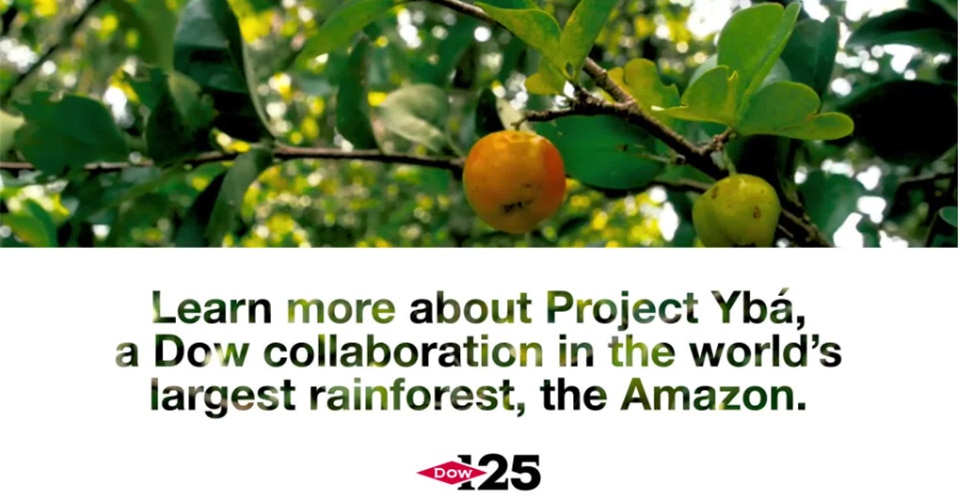Image of a fruit tree and the words Learn more about Project Yba, a Dow collaboration in the world's largest rainforest, the Amazon.
