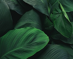 Large foliage of tropical leaf with dark green texture,  abstract nature background.