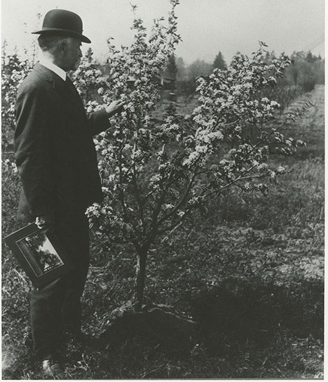 H.H. Dow looks inspects a growing tree