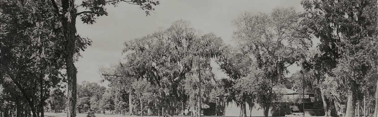black and white photo of forest