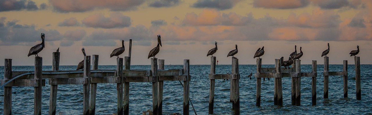 ocean with birds on posts