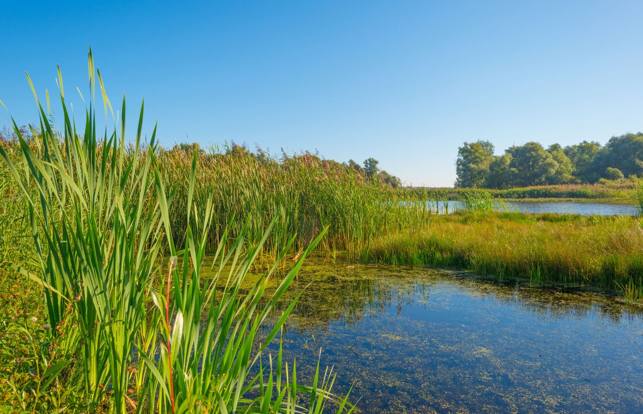 Shore of a lake in summer.