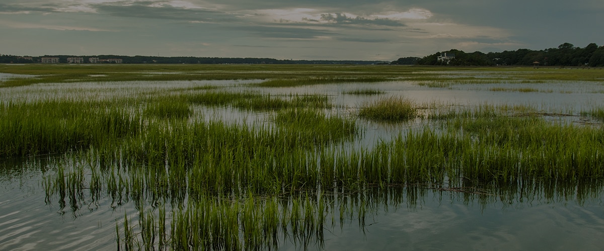 Wetlands, Hilton Head Island, South Carolina