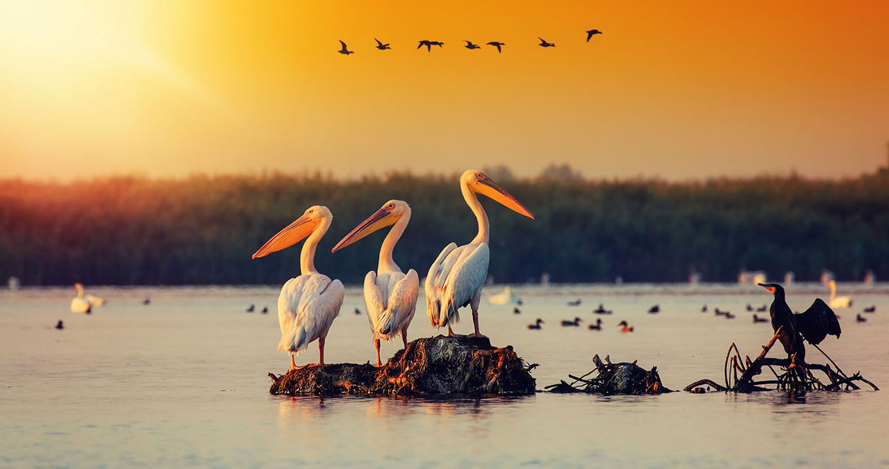 pelicans and other birds in a wetland