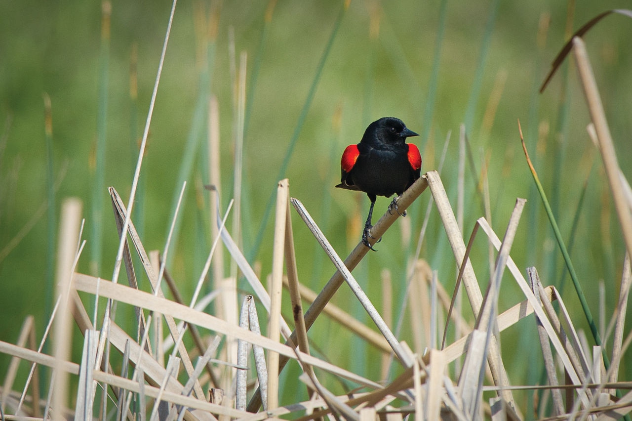 black and red bird perched on a branch