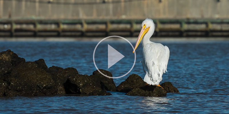 A pelican stands on a submerged rock in water