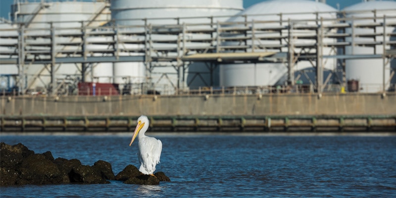 A pelican stands on a submerged rock in water