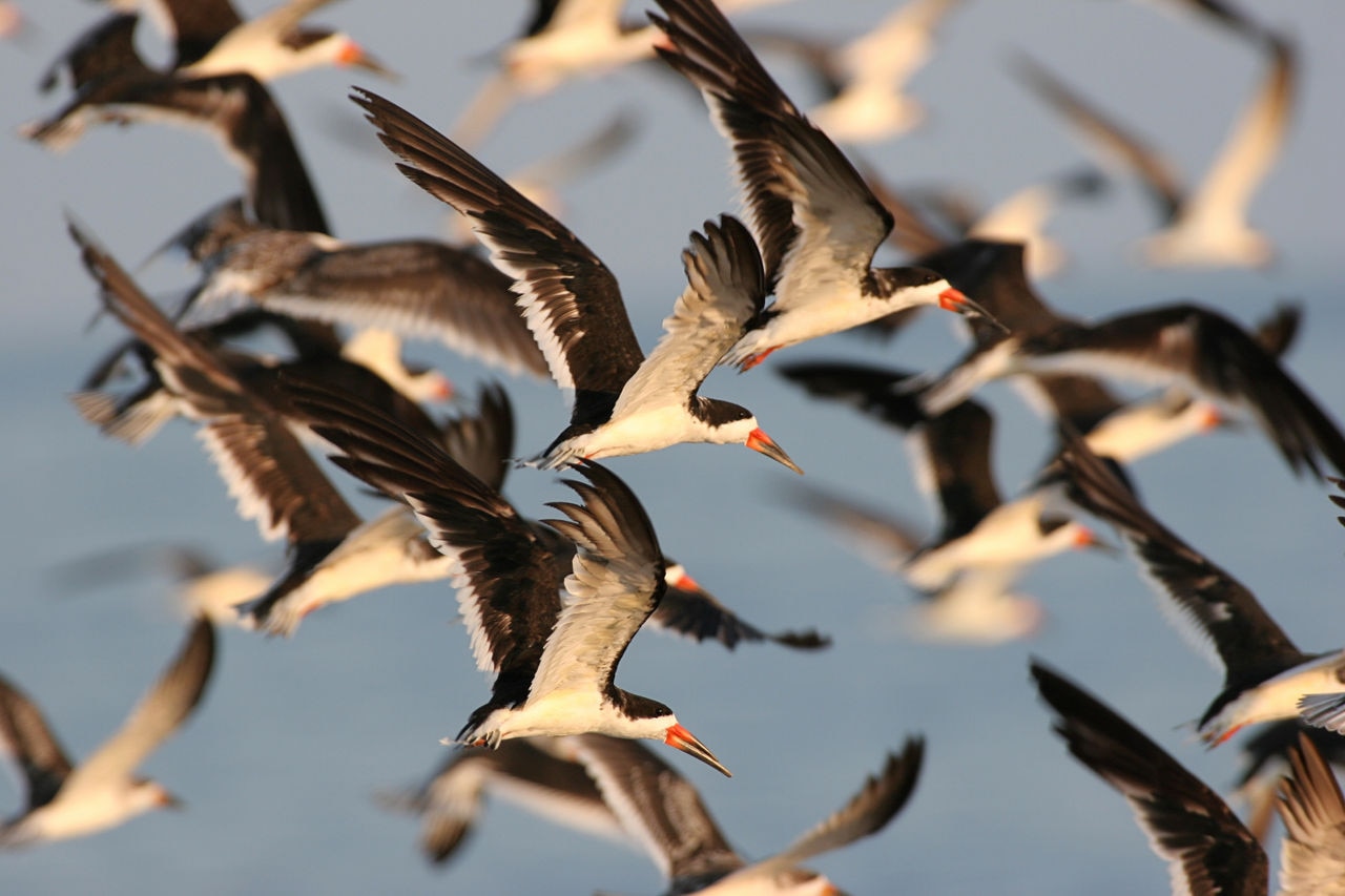 Flock of ocean birds in mid flight