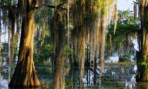 Trees with spanish moss in a swamp