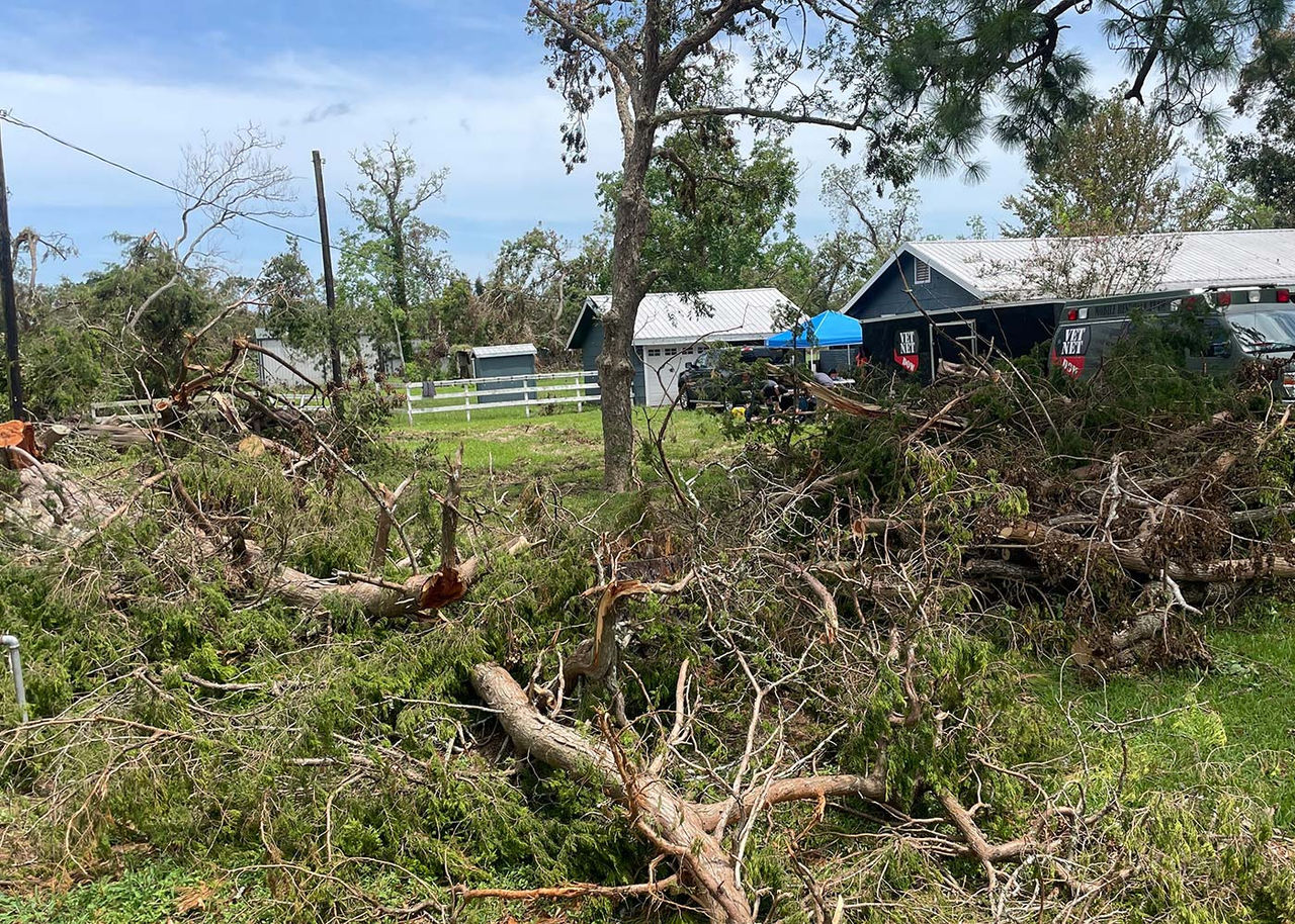 damaged trees after Hurricane Beryl
