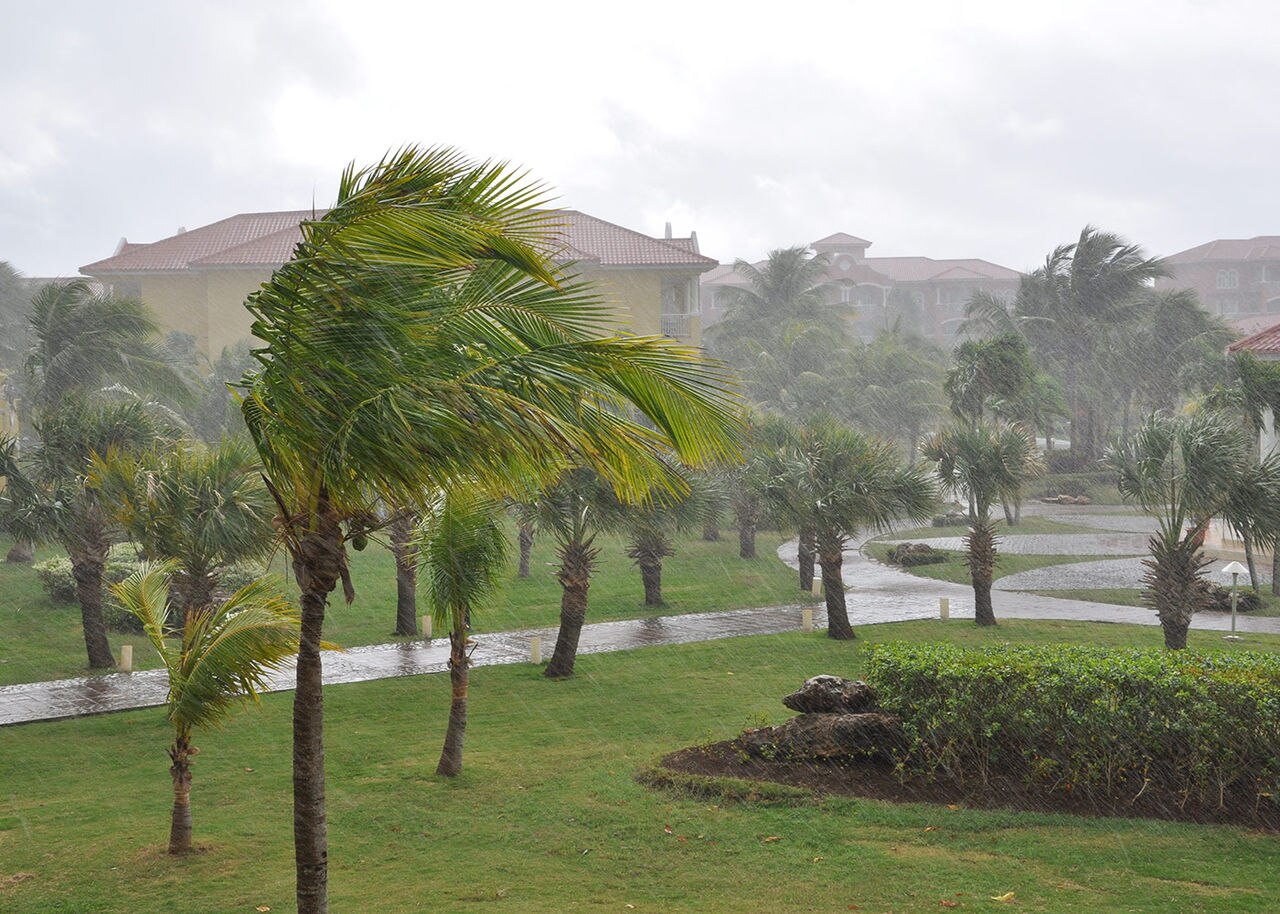 trees being blown by high winds