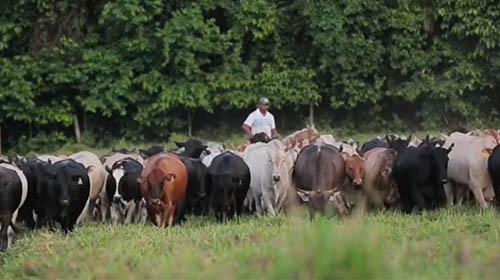 cattle being herded by a rancher