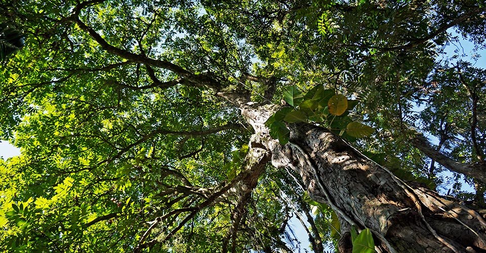 as_386277255-tree-canopy-960x500.jpg