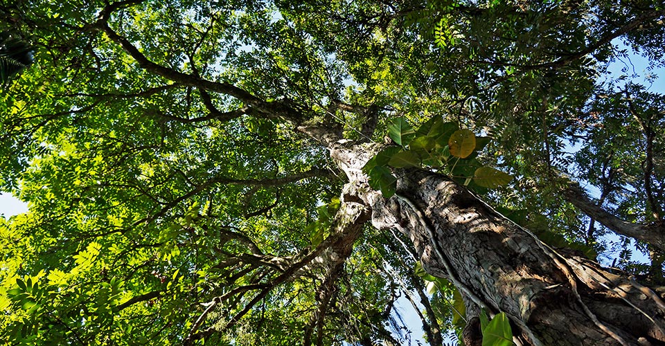 as_386277255-tree-canopy-960x500.jpg