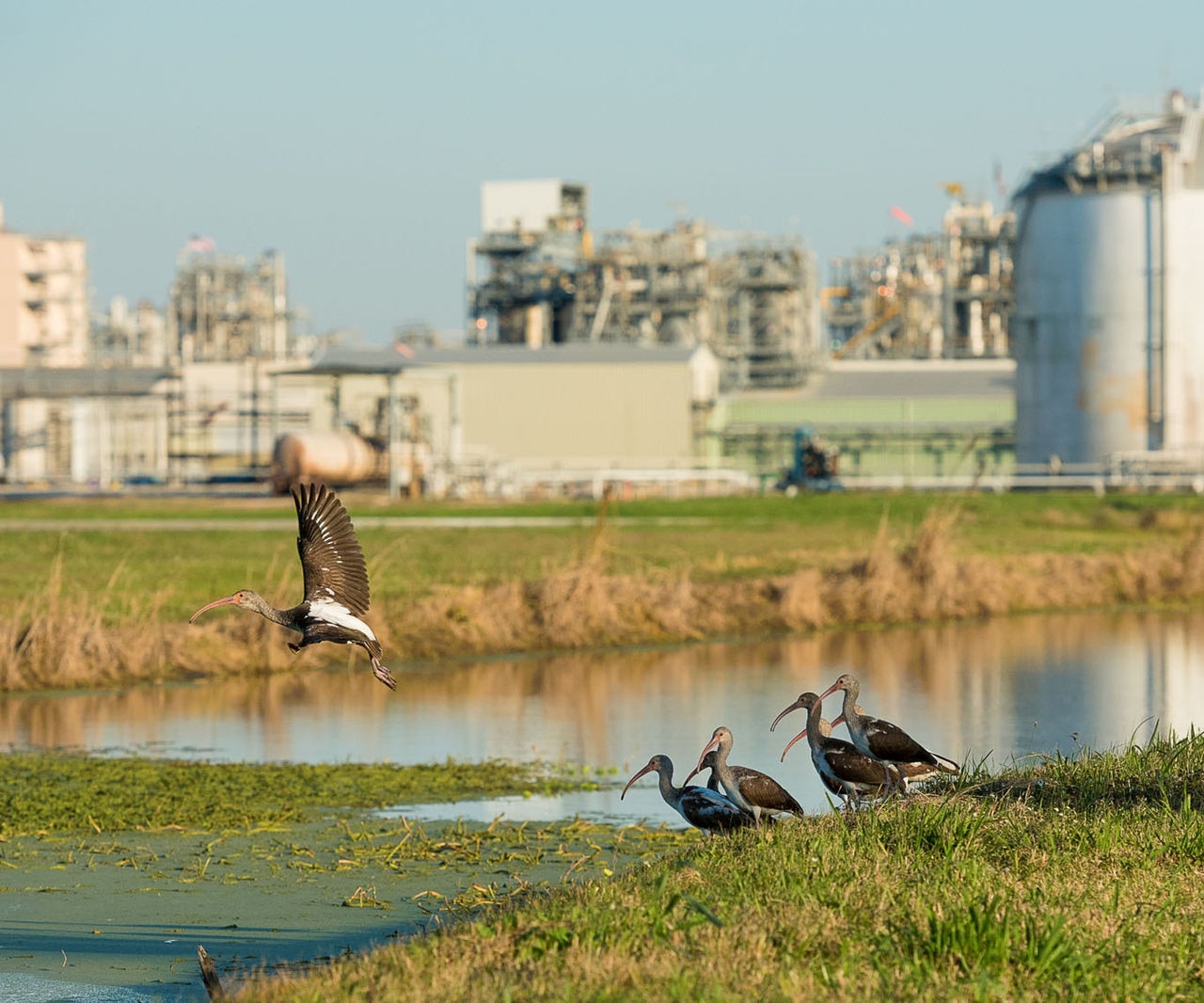 Birds outsite of factory