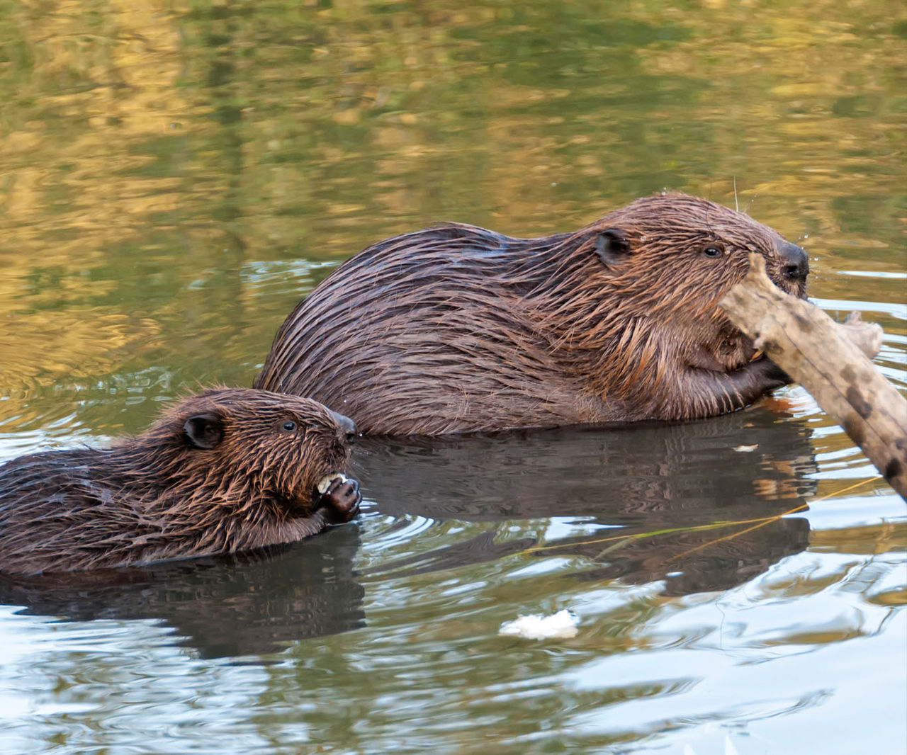 otters