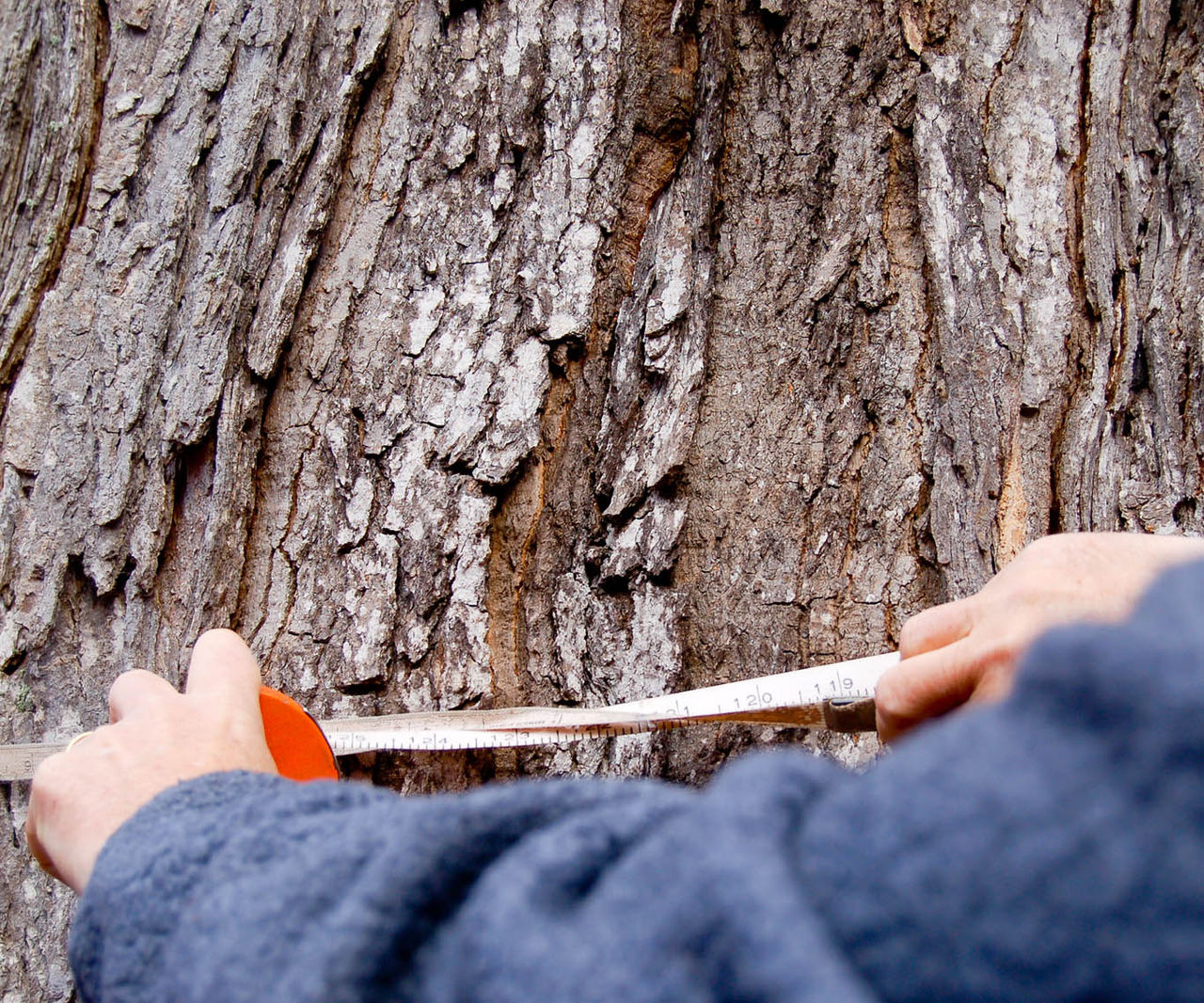 bark on a tree