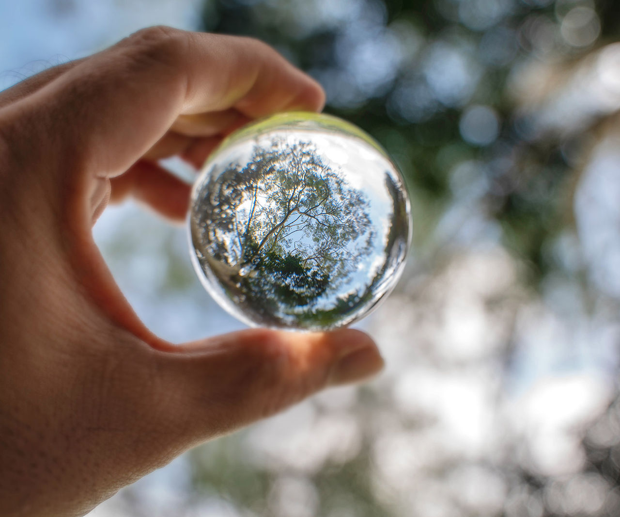 glass ball with tree in it