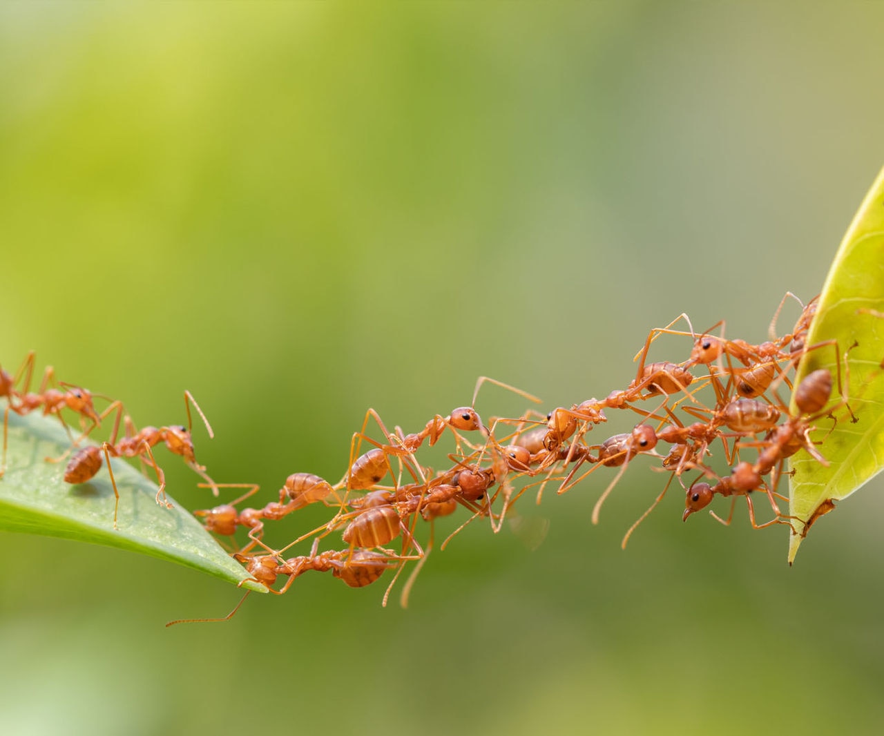 Ants and leaves