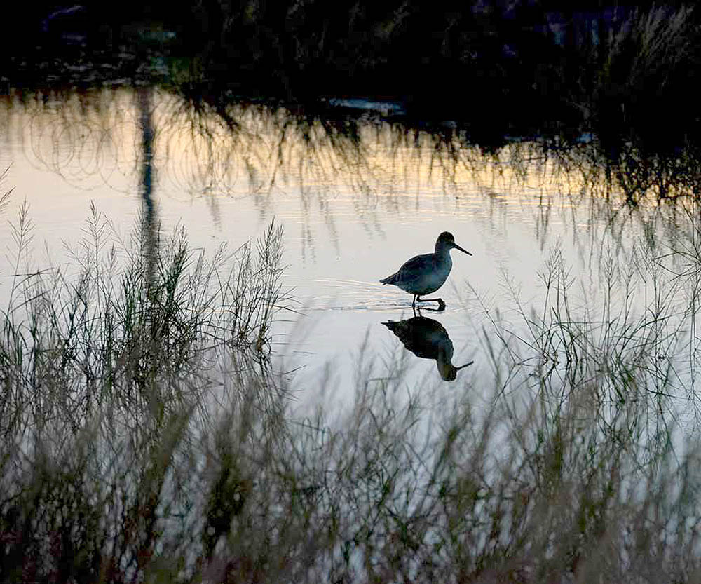 wetlands