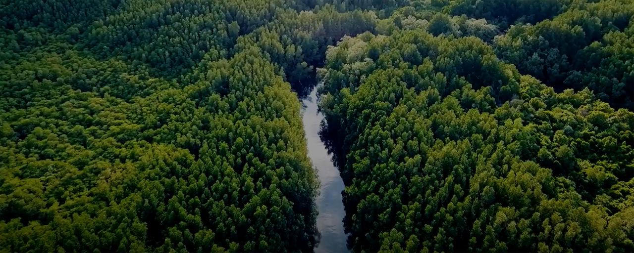 Thailand mangrove forest with river