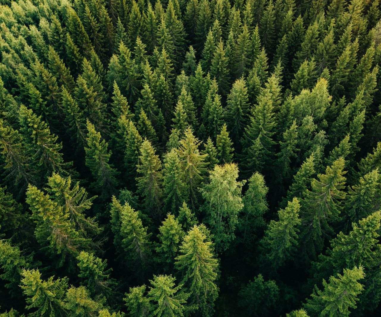 Trees in a forest