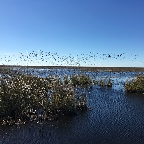 wetland with birds flying