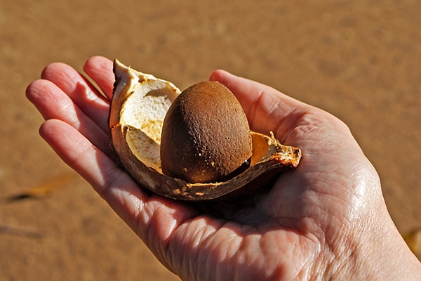 Crabwood tree seed or Andiroba seed (Carapa guianensis) on hand,