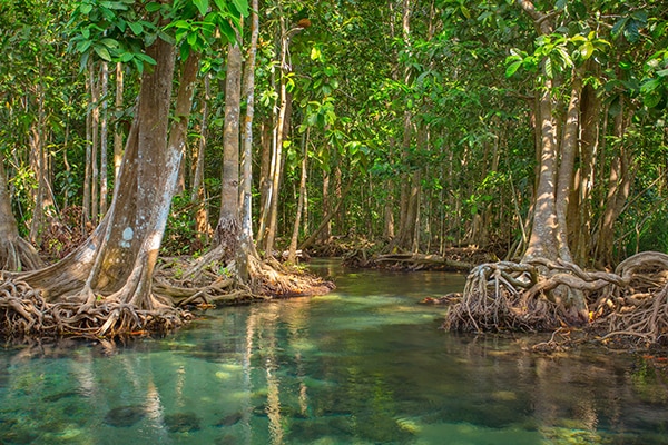 river in mangrove forest