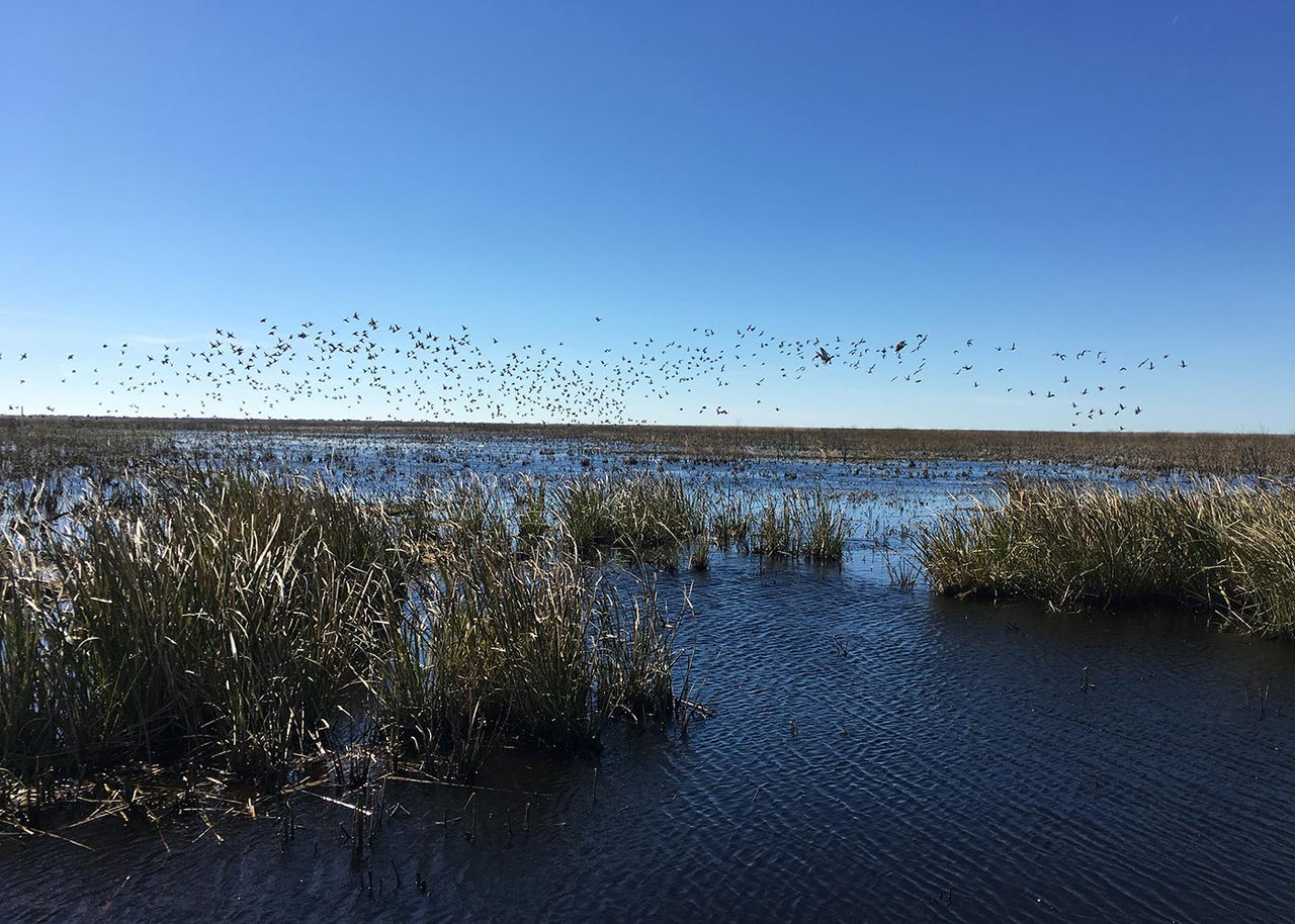 birds flying over a wetland