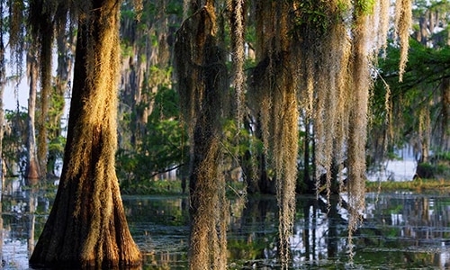 swamp in mississippi watershed
