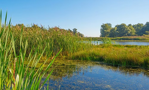 river with trees around