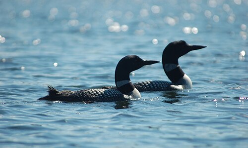 two ducks on the water