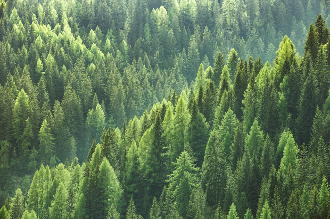 Forest of trees