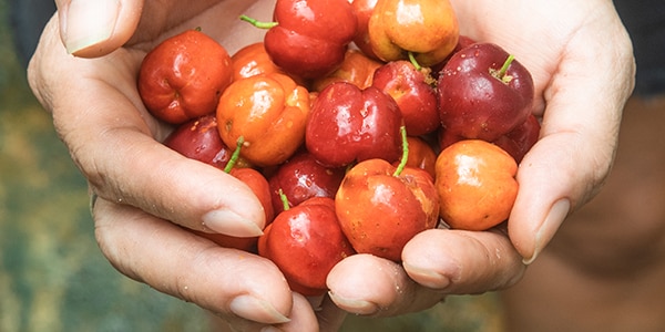 Hands holding cherries