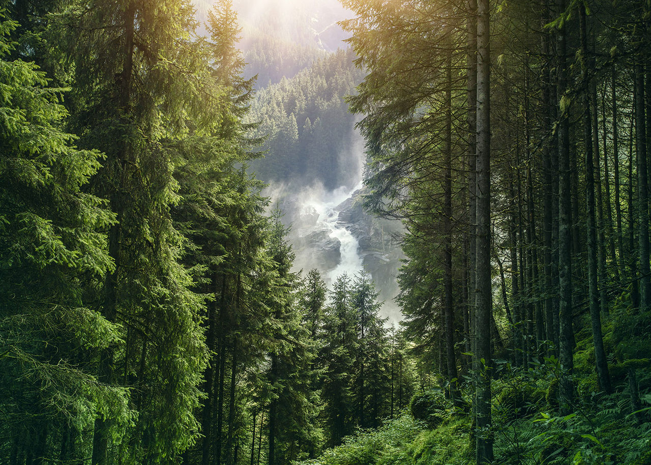 forest with waterfall in background