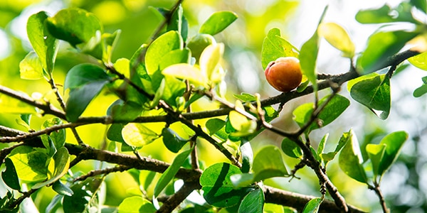 piece of fruit on a branch