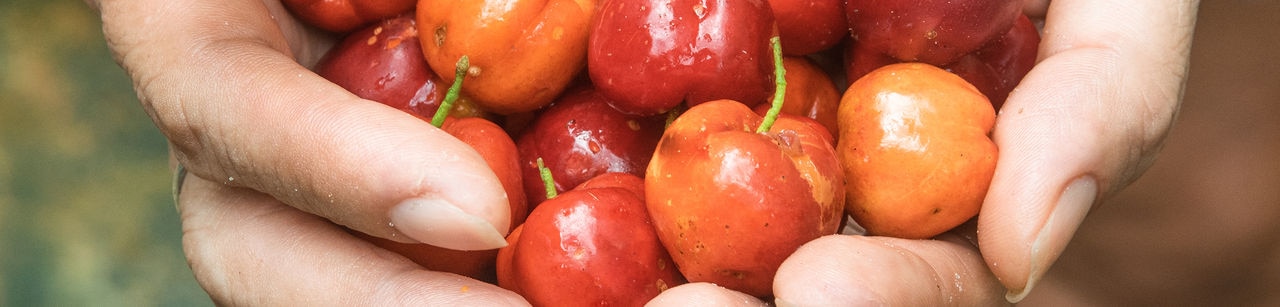 Hands holding cherries