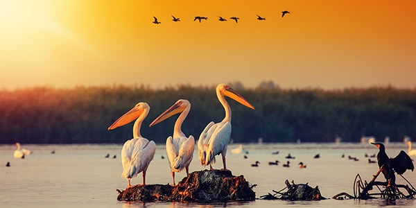 birds around a wetland at sunset