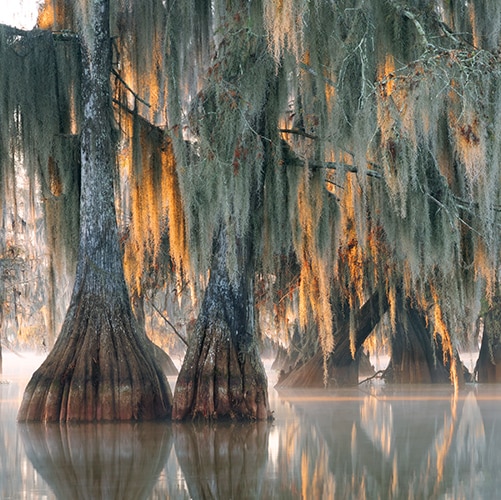Trees in a swamp