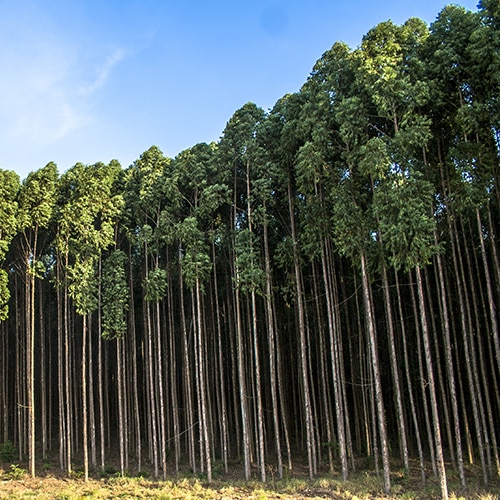 Forest of tall trees