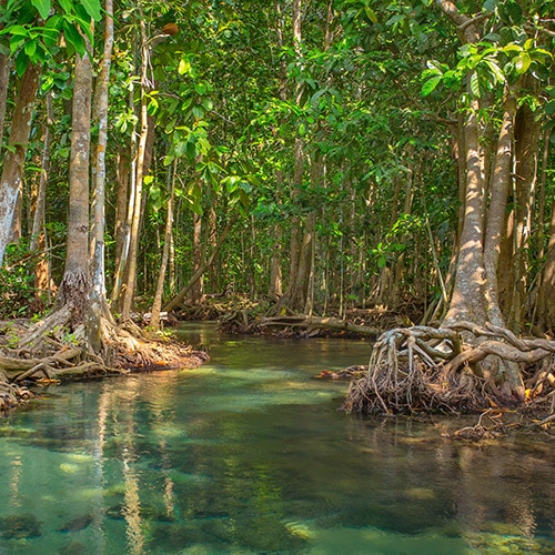 Trees in a swamp