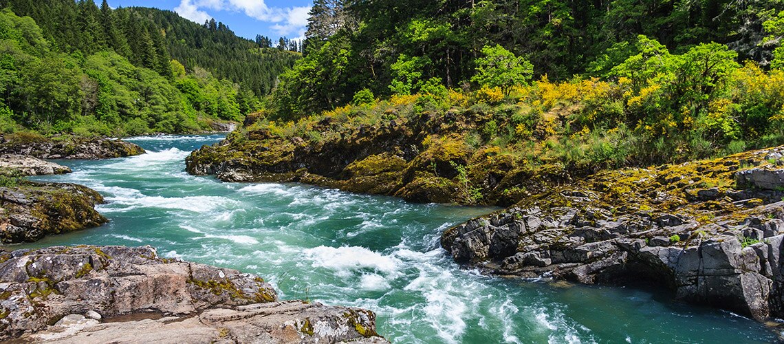 river with trees around