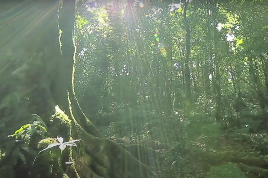 sunshine shining through trees to forest floor